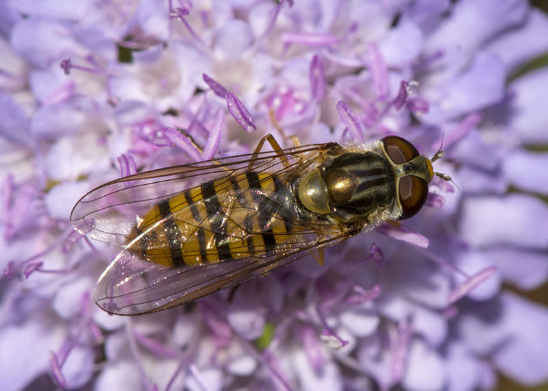 Episyrphus balteatus femmine (Syrphidae)